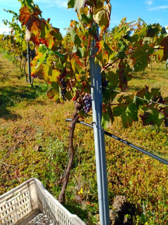 Etnasentieri Wine House On Etna Mount Villa Belpasso Exterior foto